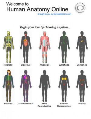 human anatomy online